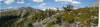 Panorama - Trees behind Grassi Hut