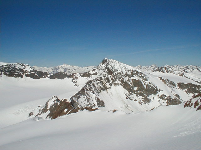 Wilder Pfaff from Wild Freiger