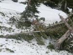2013 Avalanche Damage